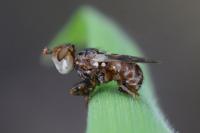 Myopa buccata
