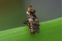 Myopa buccata