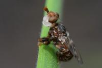 Myopa buccata