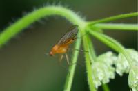 Empis lutea