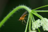 Empis lutea