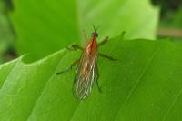 Empis stercorea