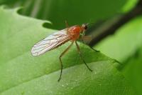 Empis stercorea