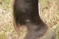 Gasterophilus intestinalis
