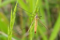 Nephrotoma flavescens