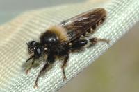 Laphria flava