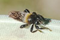 Laphria flava