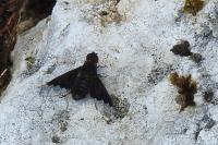 Hemipenthes morio