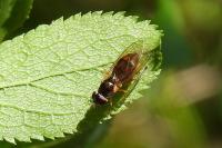 Melanostoma mellinum