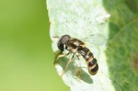 Paragus quadrifasciatus