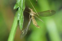 Tipula helvola