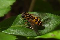 Helophilus pendulus