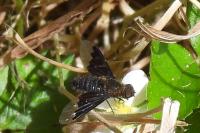 Hemipenthes morio