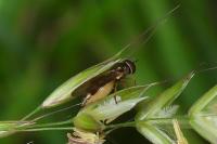 Melanostoma scalare