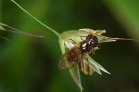 Melanostoma scalare
