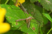 Tipula oleracea