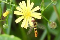 Sphaerophoria scripta