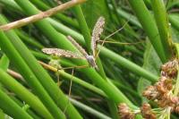 Limnophila pictipennis