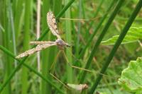 Limnophila pictipennis