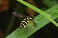 Philhelius pedissequus