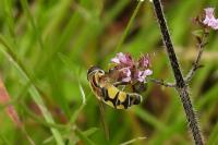 Helophilus trivittatus