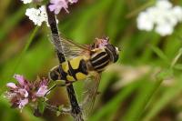 Helophilus trivittatus