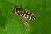 Eupeodes corollae