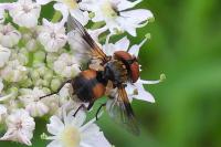 Ectophasia crassipennis