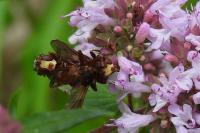 Sicus ferrugineus