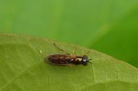 Melanostoma mellinum