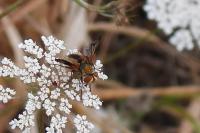 Ectophasia crassipennis