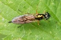 Sargus bipunctatus