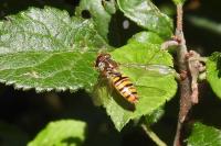 Episyrphus balteatus