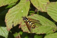 Chrysotoxum intermedium