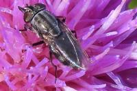 Stomorhina lunata