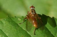 Scathophaga suilla