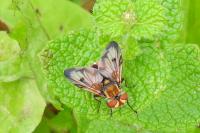 Ectophasia crassipennis