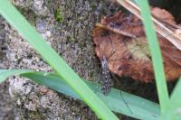 Tipula confusa