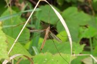 Tipula paludosa