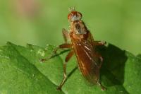 Scathophaga suilla