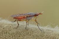 Dichetophora obliterata