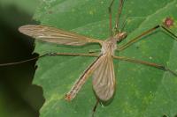 Tipula luteipennis