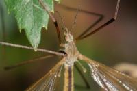 Tipula luteipennis