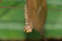 Tipula luteipennis