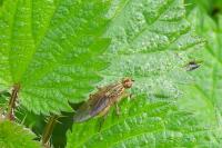 Scathophaga stercoraria