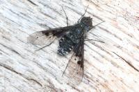 Anthrax trifasciatus