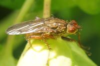 Scathophaga furcata