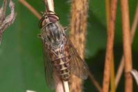 Tabanus glaucopis