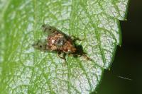 Myopa polystigma