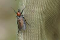Bibio anglicus